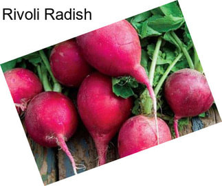 Rivoli Radish