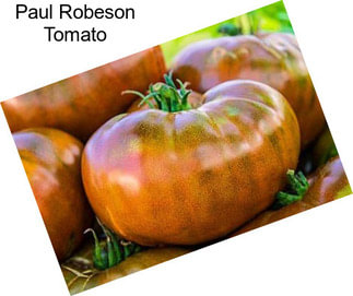 Paul Robeson Tomato