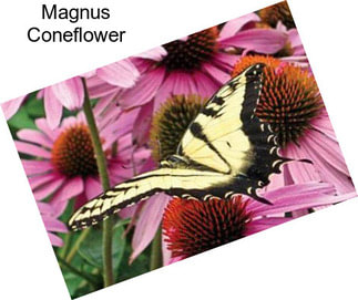 Magnus Coneflower