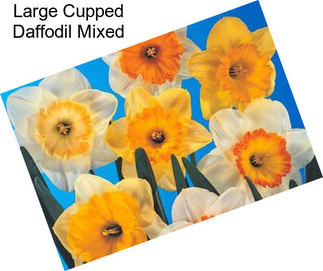 Large Cupped Daffodil Mixed