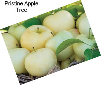 Pristine Apple Tree