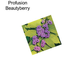 Profusion Beautyberry