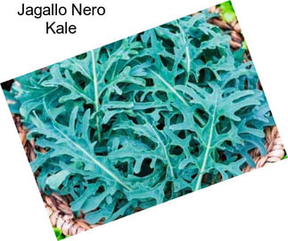 Jagallo Nero Kale