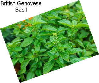 British Genovese Basil
