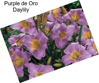 Purple de Oro Daylily