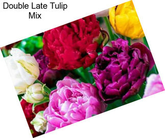 Double Late Tulip Mix