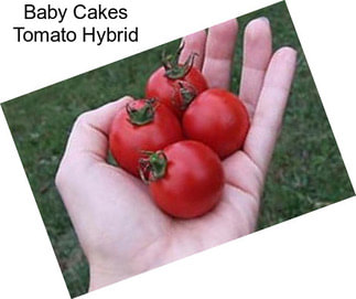 Baby Cakes Tomato Hybrid