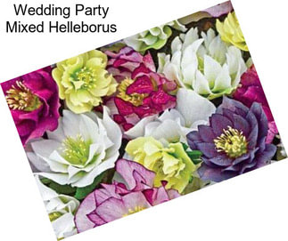 Wedding Party Mixed Helleborus