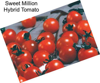 Sweet Million Hybrid Tomato