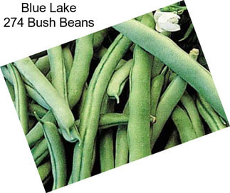 Blue Lake 274 Bush Beans