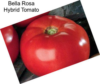 Bella Rosa Hybrid Tomato