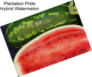 Plantation Pride Hybrid Watermelon