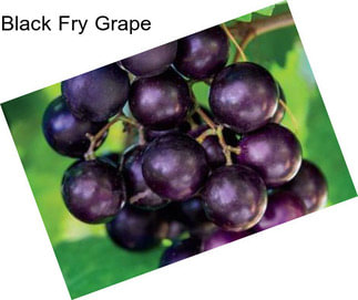 Black Fry Grape