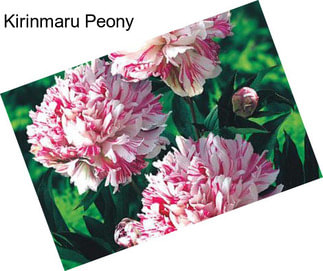 Kirinmaru Peony