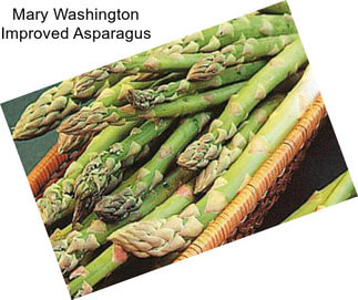 Mary Washington Improved Asparagus