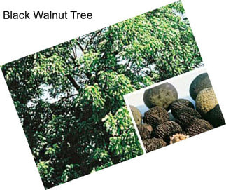 Black Walnut Tree