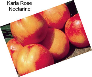 Karla Rose Nectarine