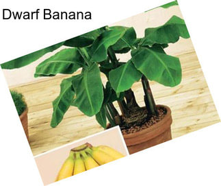 Dwarf Banana