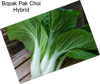 Bopak Pak Choi Hybrid
