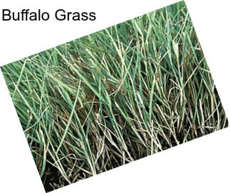 Buffalo Grass