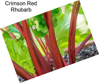 Crimson Red Rhubarb