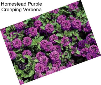 Homestead Purple Creeping Verbena