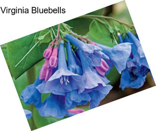 Virginia Bluebells