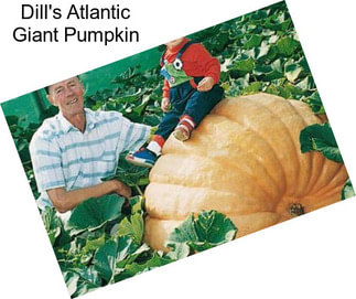 Dill\'s Atlantic Giant Pumpkin