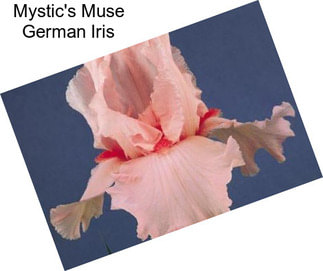 Mystic\'s Muse German Iris