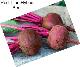 Red Titan Hybrid Beet