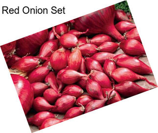 Red Onion Set