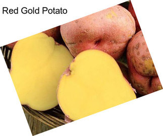 Red Gold Potato