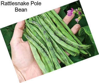 Rattlesnake Pole Bean