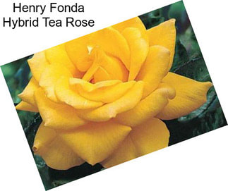 Henry Fonda Hybrid Tea Rose