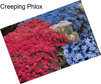 Creeping Phlox