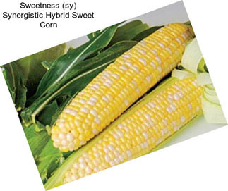 Sweetness (sy) Synergistic Hybrid Sweet Corn