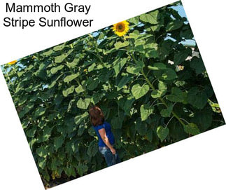 Mammoth Gray Stripe Sunflower