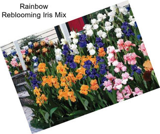 Rainbow Reblooming Iris Mix