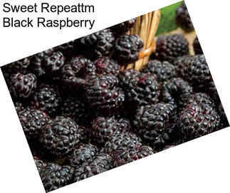 Sweet Repeattm Black Raspberry
