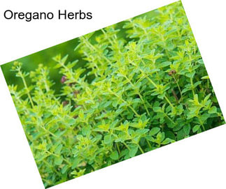 Oregano Herbs