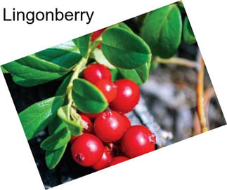 Lingonberry