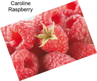 Caroline Raspberry