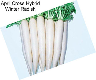 April Cross Hybrid Winter Radish