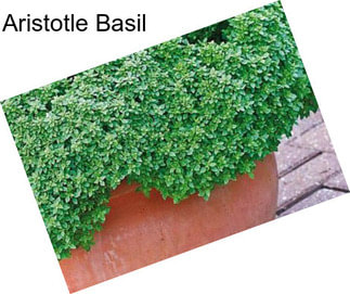 Aristotle Basil