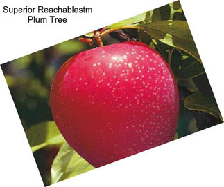 Superior Reachablestm Plum Tree