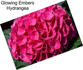 Glowing Embers Hydrangea