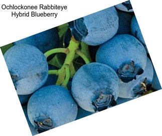 Ochlockonee Rabbiteye Hybrid Blueberry
