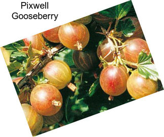 Pixwell Gooseberry