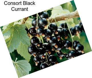 Consort Black Currant
