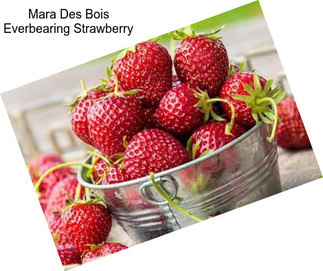 Mara Des Bois Everbearing Strawberry